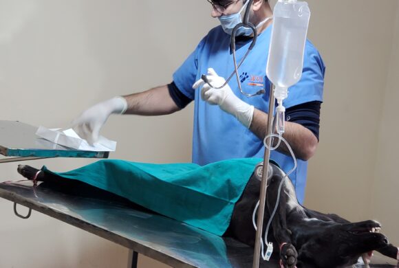 Neuter Spay - Animal Welfare Charitable Trust