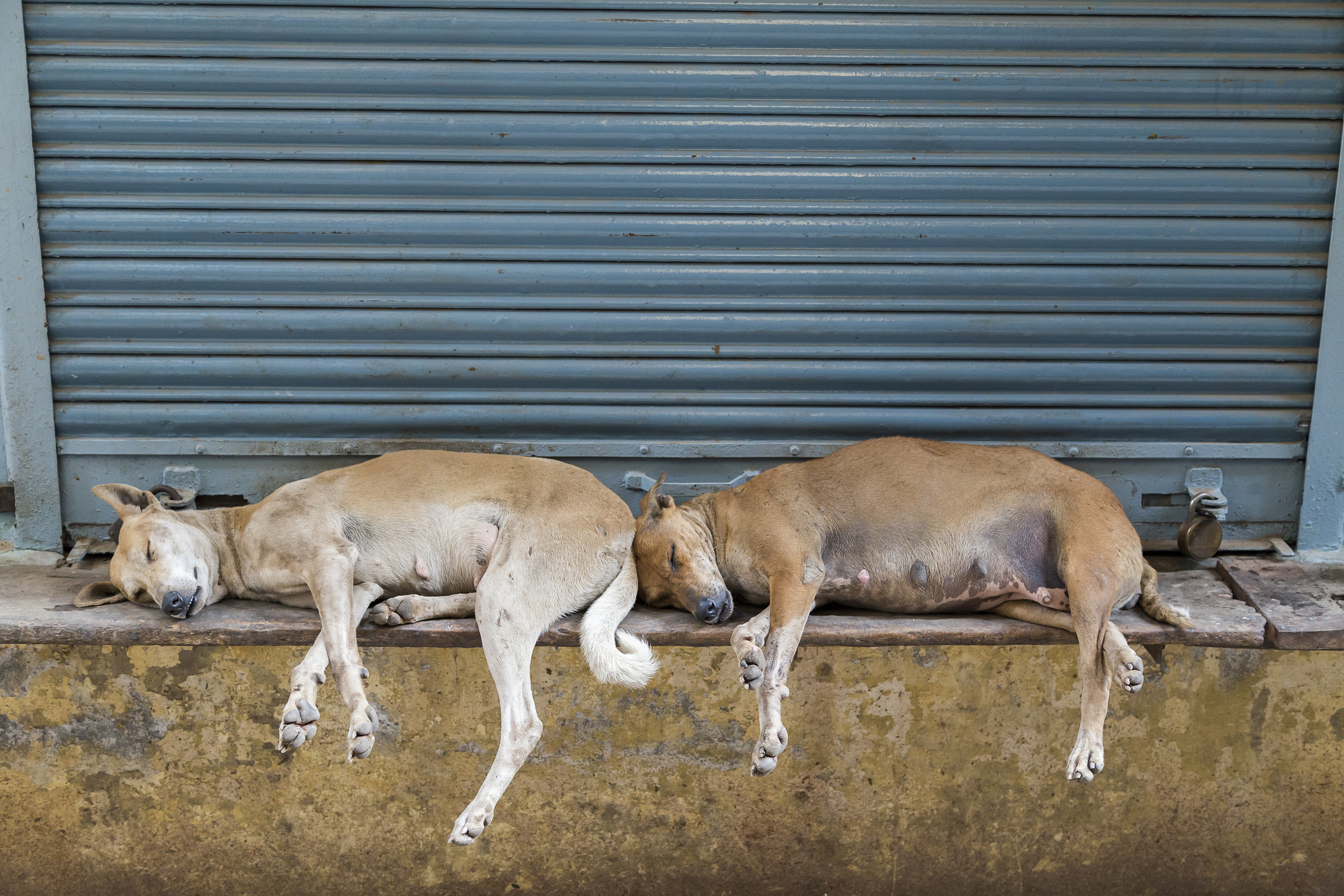 Just $14 is all it takes to sterilize these dogs - - Animal Welfare Charitable Trust