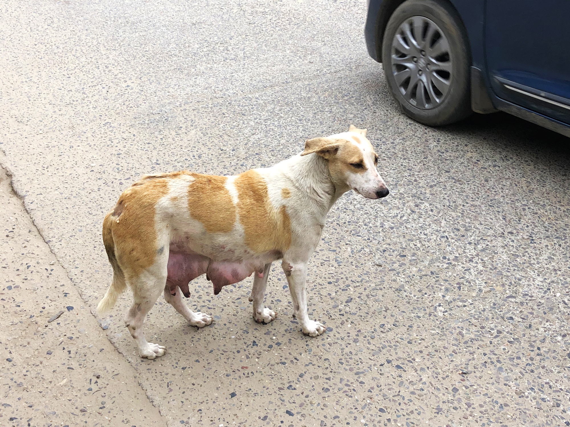 Help us vaccinate them - Animal Welfare Charitable Trust