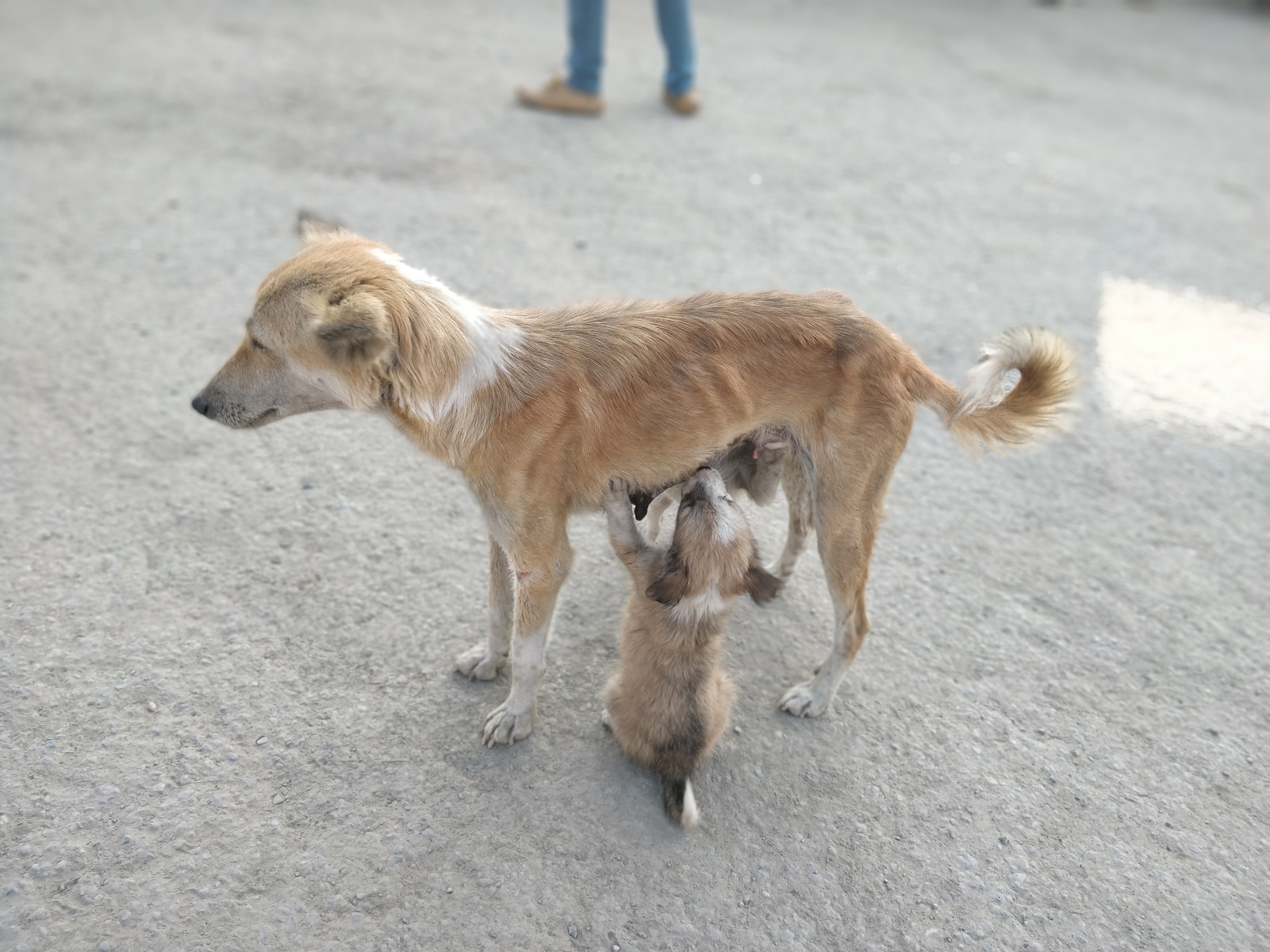 Help us vaccinate them - Animal Welfare Charitable Trust
