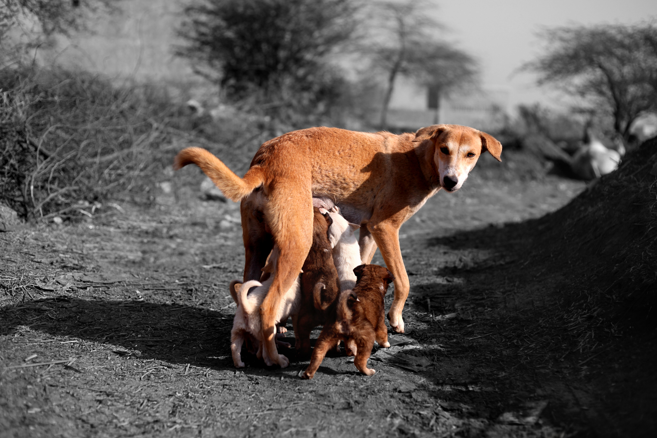 Just $14 is all it takes to sterilize these dogs - Animal Welfare Charitable Trust