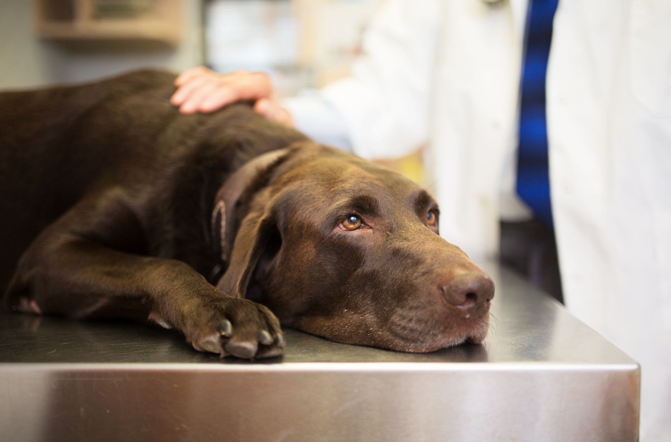 Help us vaccinate them - Animal Welfare Charitable Trust