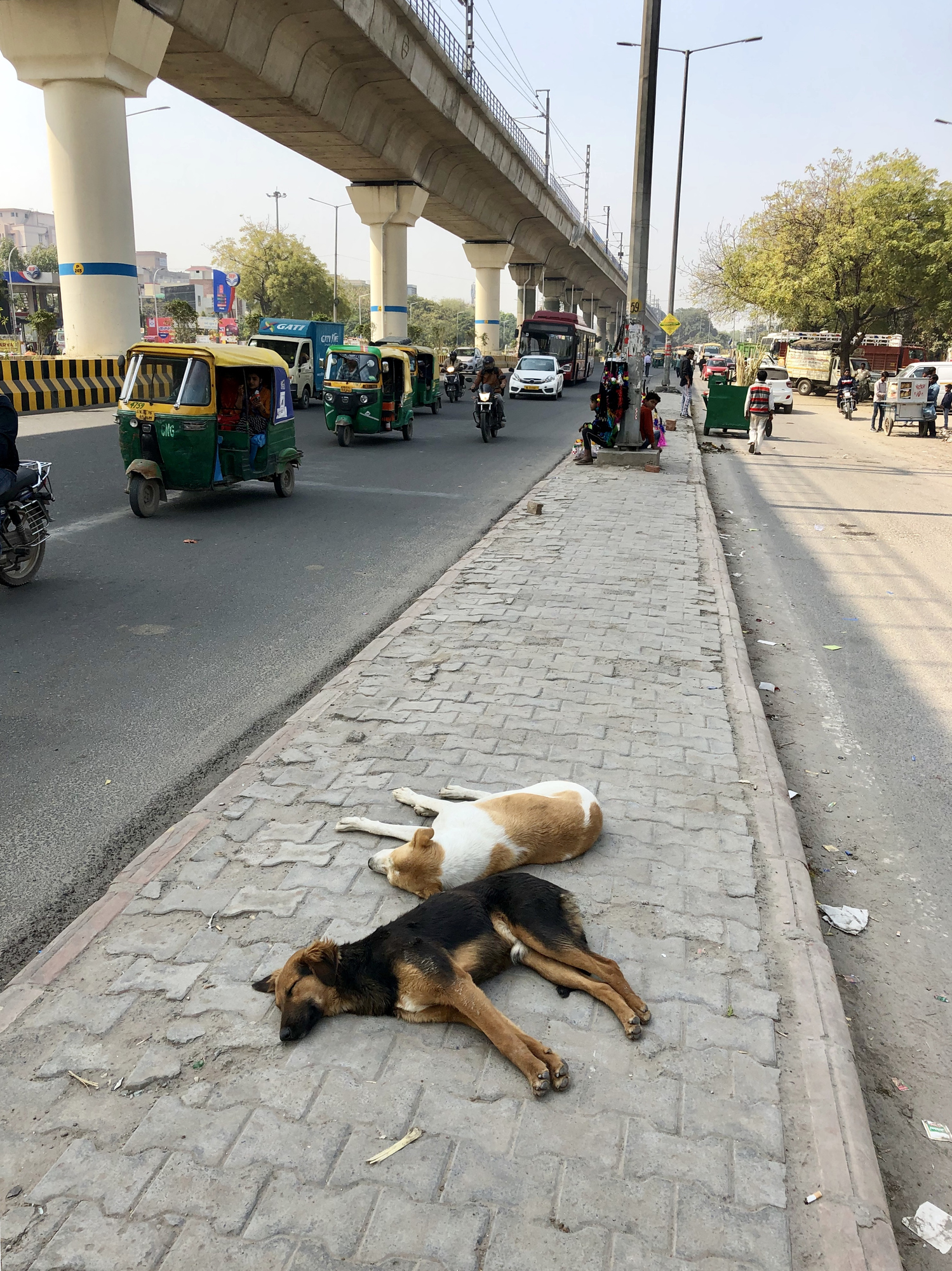There are thousands more like these dogs that need your help - - Animal Welfare Charitable Trust