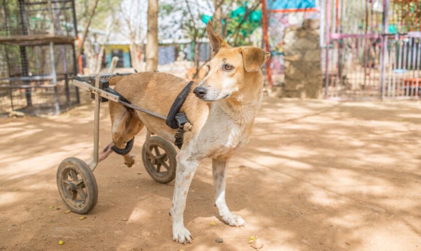 disabled & paralyzed dogs - Animal Welfare Charitable Trust