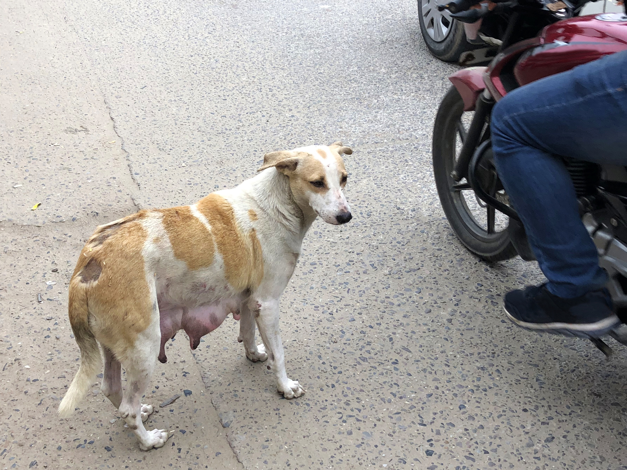 Don't let them suffer - Animal Welfare Charitable Trust