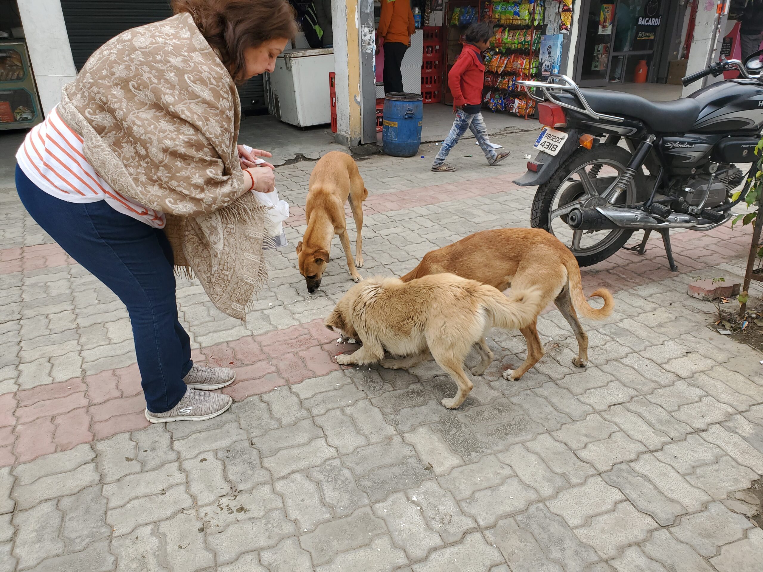 Street Dogs Need Protection - Animal Welfare Charitable Trust